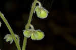 Wild comfrey